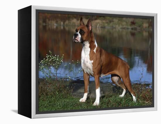 Boxer Dog, Illinois, USA-Lynn M^ Stone-Framed Premier Image Canvas