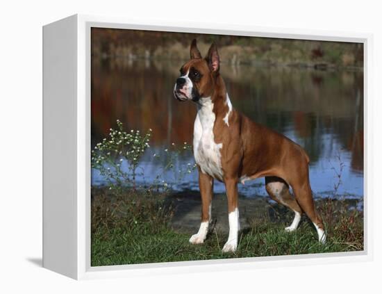 Boxer Dog, Illinois, USA-Lynn M^ Stone-Framed Premier Image Canvas