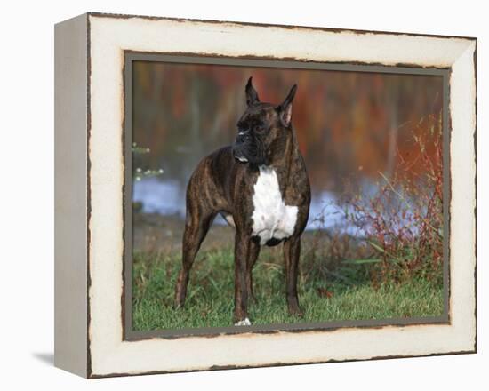 Boxer Dog, Illinois, USA-Lynn M. Stone-Framed Premier Image Canvas