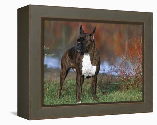 Boxer Dog, Illinois, USA-Lynn M. Stone-Framed Premier Image Canvas