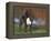 Boxer Dog, Illinois, USA-Lynn M. Stone-Framed Premier Image Canvas