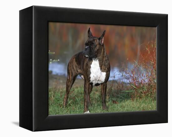 Boxer Dog, Illinois, USA-Lynn M. Stone-Framed Premier Image Canvas