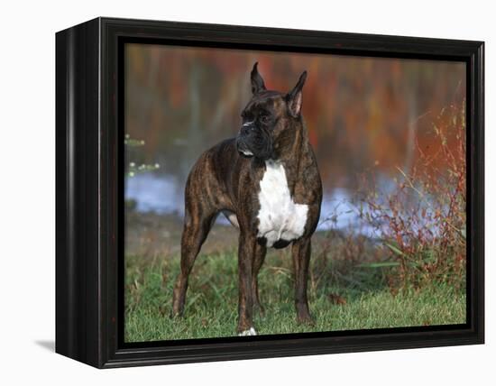 Boxer Dog, Illinois, USA-Lynn M. Stone-Framed Premier Image Canvas