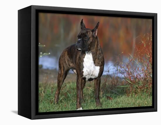 Boxer Dog, Illinois, USA-Lynn M. Stone-Framed Premier Image Canvas