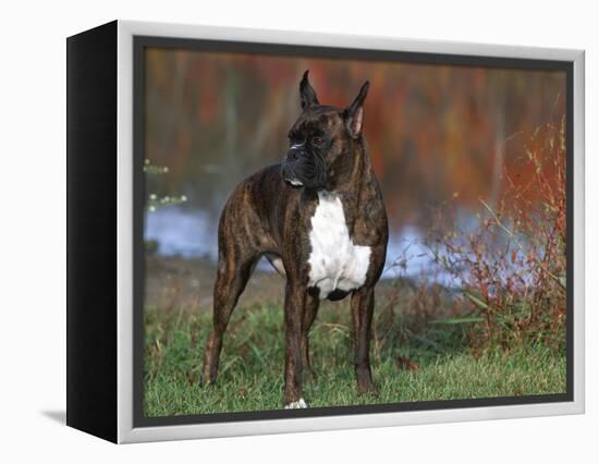 Boxer Dog, Illinois, USA-Lynn M. Stone-Framed Premier Image Canvas