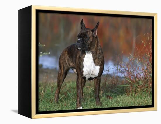 Boxer Dog, Illinois, USA-Lynn M. Stone-Framed Premier Image Canvas