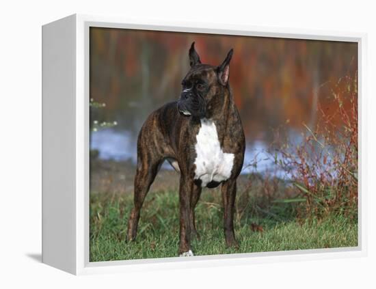 Boxer Dog, Illinois, USA-Lynn M. Stone-Framed Premier Image Canvas