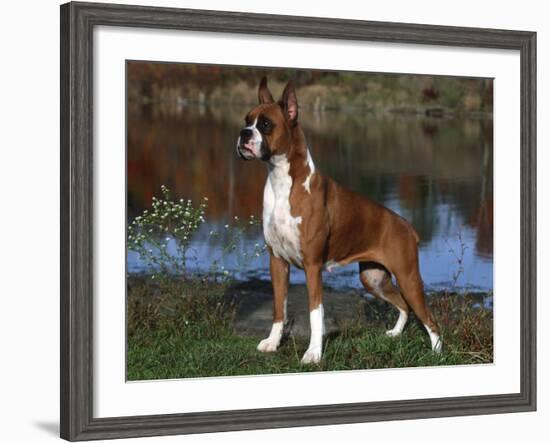 Boxer Dog, Illinois, USA-Lynn M^ Stone-Framed Photographic Print