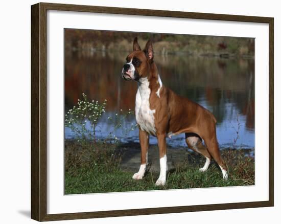 Boxer Dog, Illinois, USA-Lynn M^ Stone-Framed Photographic Print