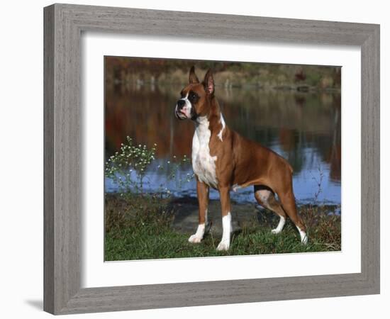 Boxer Dog, Illinois, USA-Lynn M^ Stone-Framed Photographic Print