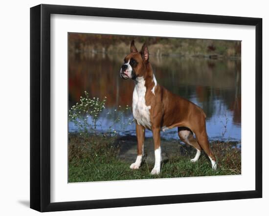 Boxer Dog, Illinois, USA-Lynn M^ Stone-Framed Photographic Print