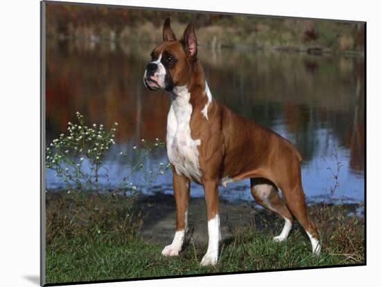 Boxer Dog, Illinois, USA-Lynn M^ Stone-Mounted Photographic Print