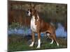 Boxer Dog, Illinois, USA-Lynn M^ Stone-Mounted Photographic Print