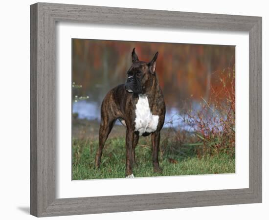 Boxer Dog, Illinois, USA-Lynn M. Stone-Framed Photographic Print