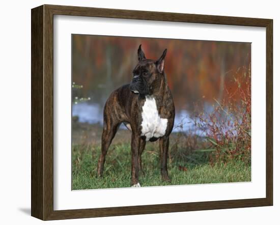 Boxer Dog, Illinois, USA-Lynn M. Stone-Framed Photographic Print