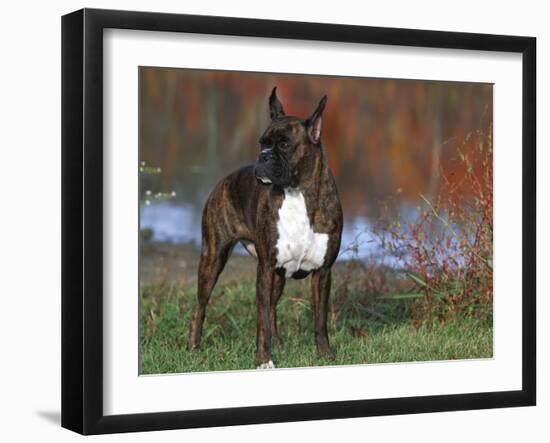 Boxer Dog, Illinois, USA-Lynn M. Stone-Framed Photographic Print