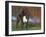 Boxer Dog, Illinois, USA-Lynn M. Stone-Framed Photographic Print