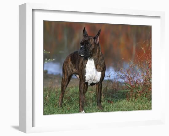 Boxer Dog, Illinois, USA-Lynn M. Stone-Framed Photographic Print