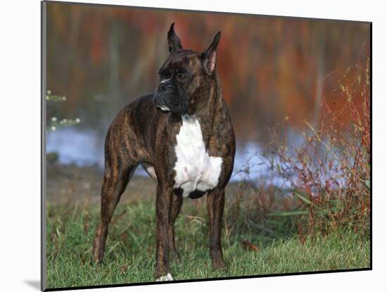Boxer Dog, Illinois, USA-Lynn M. Stone-Mounted Photographic Print
