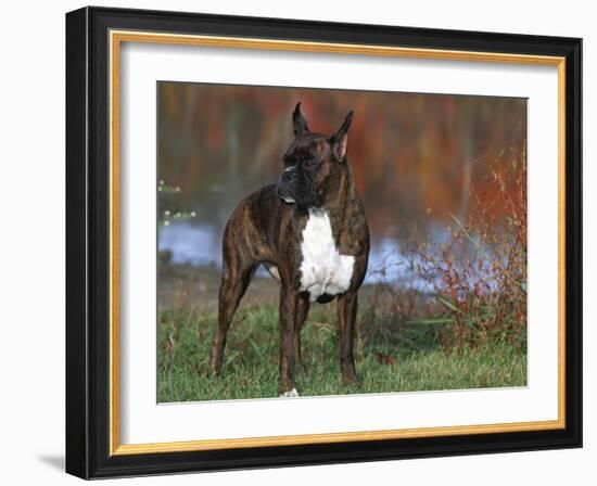 Boxer Dog, Illinois, USA-Lynn M. Stone-Framed Photographic Print