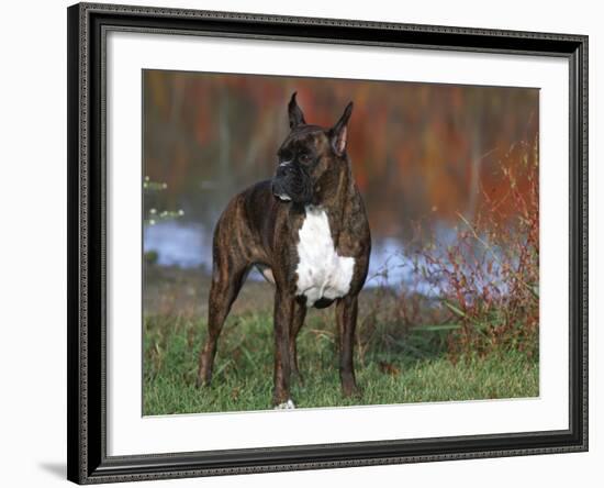 Boxer Dog, Illinois, USA-Lynn M. Stone-Framed Photographic Print