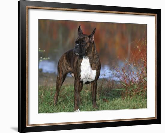 Boxer Dog, Illinois, USA-Lynn M. Stone-Framed Photographic Print