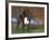 Boxer Dog, Illinois, USA-Lynn M. Stone-Framed Photographic Print