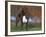 Boxer Dog, Illinois, USA-Lynn M. Stone-Framed Photographic Print