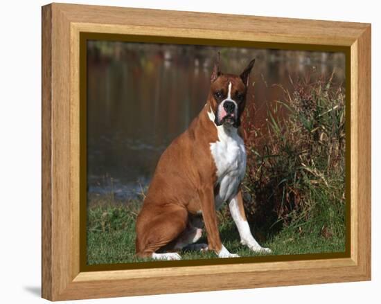 Boxer Dog Sitting, Illinois, USA-Lynn M. Stone-Framed Premier Image Canvas