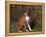 Boxer Dog Sitting, Illinois, USA-Lynn M. Stone-Framed Premier Image Canvas