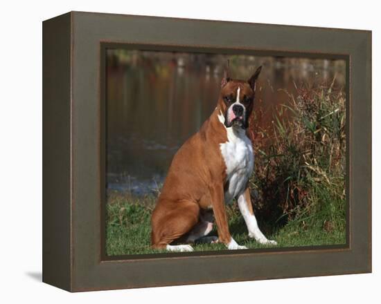 Boxer Dog Sitting, Illinois, USA-Lynn M. Stone-Framed Premier Image Canvas