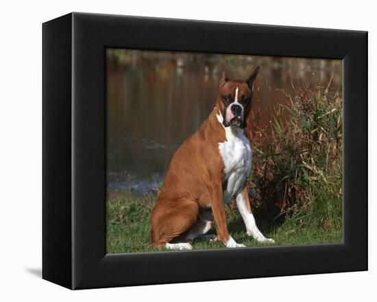 Boxer Dog Sitting, Illinois, USA-Lynn M. Stone-Framed Premier Image Canvas