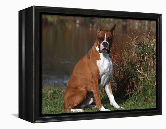 Boxer Dog Sitting, Illinois, USA-Lynn M. Stone-Framed Premier Image Canvas