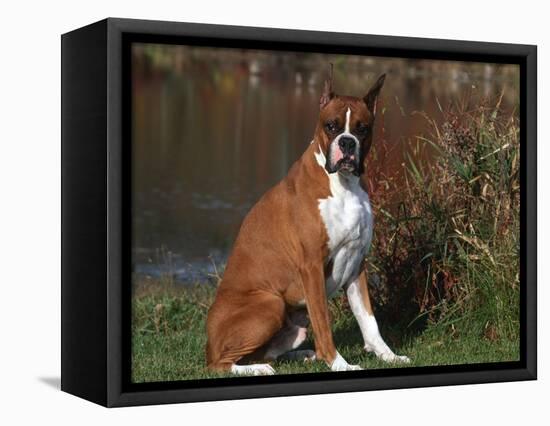 Boxer Dog Sitting, Illinois, USA-Lynn M. Stone-Framed Premier Image Canvas