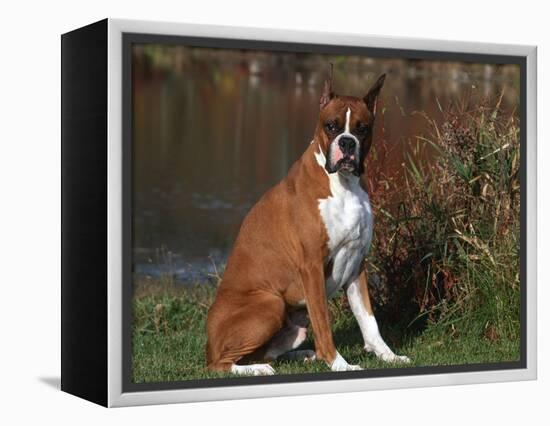 Boxer Dog Sitting, Illinois, USA-Lynn M. Stone-Framed Premier Image Canvas