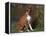 Boxer Dog Sitting, Illinois, USA-Lynn M. Stone-Framed Premier Image Canvas