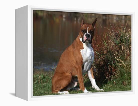 Boxer Dog Sitting, Illinois, USA-Lynn M. Stone-Framed Premier Image Canvas