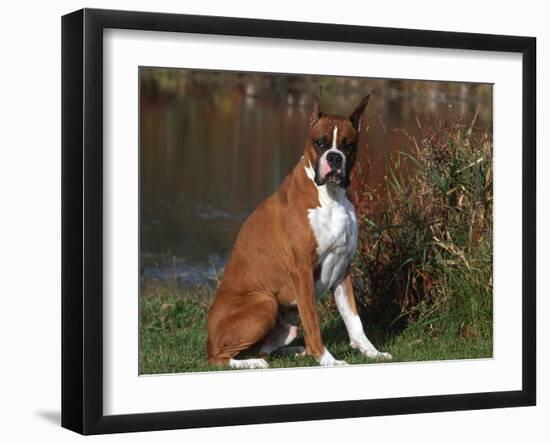 Boxer Dog Sitting, Illinois, USA-Lynn M. Stone-Framed Photographic Print