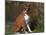 Boxer Dog Sitting, Illinois, USA-Lynn M. Stone-Mounted Photographic Print