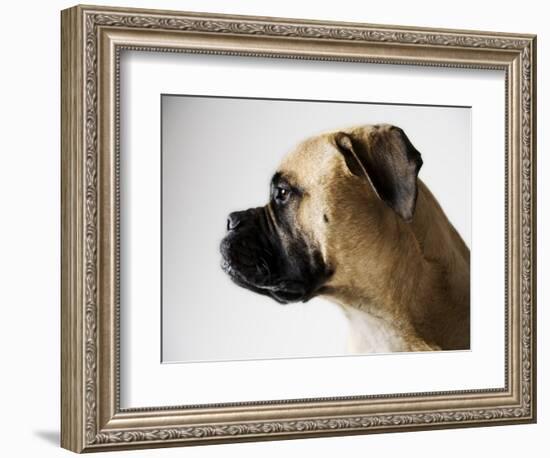 Boxer Dog-Henry Horenstein-Framed Photographic Print