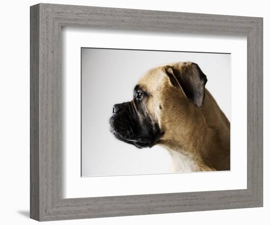 Boxer Dog-Henry Horenstein-Framed Photographic Print