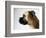 Boxer Dog-Henry Horenstein-Framed Photographic Print