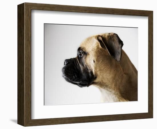 Boxer Dog-Henry Horenstein-Framed Photographic Print