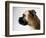 Boxer Dog-Henry Horenstein-Framed Photographic Print