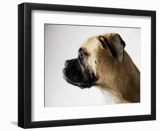 Boxer Dog-Henry Horenstein-Framed Photographic Print