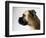 Boxer Dog-Henry Horenstein-Framed Photographic Print