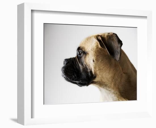 Boxer Dog-Henry Horenstein-Framed Photographic Print