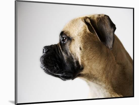 Boxer Dog-Henry Horenstein-Mounted Photographic Print