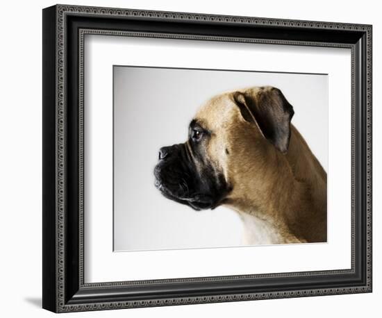 Boxer Dog-Henry Horenstein-Framed Photographic Print