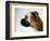 Boxer Dog-Henry Horenstein-Framed Photographic Print